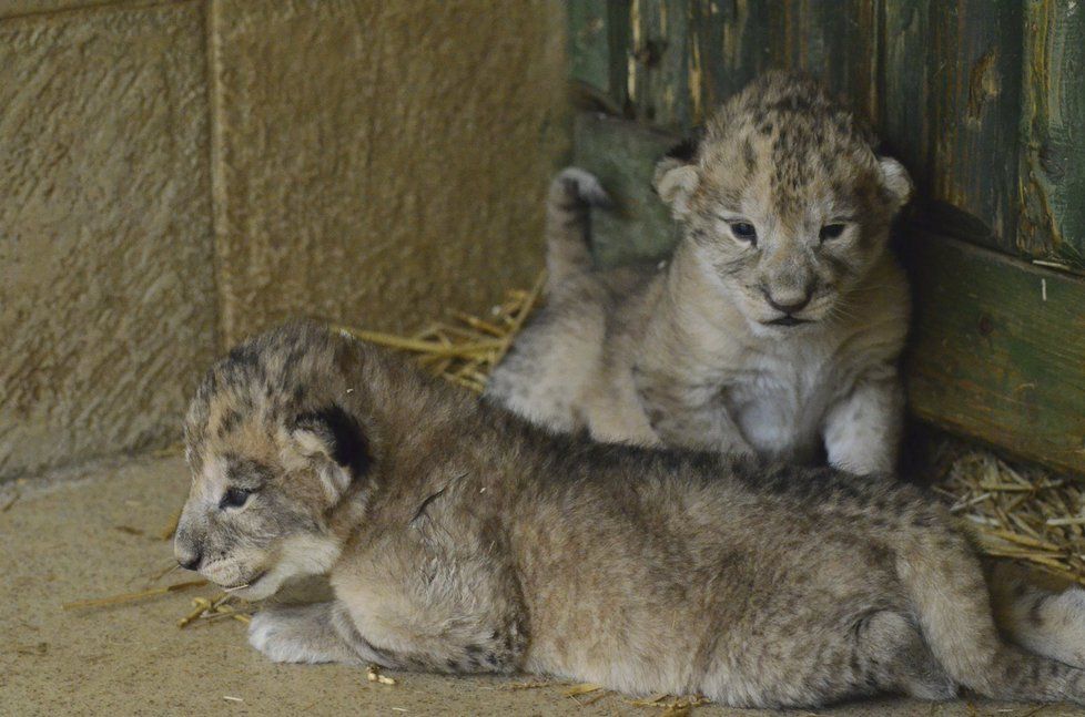 Uhynula mláďata lvů berberských narozená v liberecké zoo. Matka je nezvládla kojit