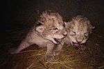 Uhynula mláďata lvů berberských narozená v liberecké zoo. Matka je nezvládla kojit.