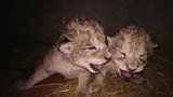 Smutek v liberecké zoo: Obě vzácná mláďata zemřela, lvice náhle ztratila mléko