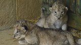 Vzácná lvíčata v Liberci zemřela hlady. Zoo odráží kritiku za selhání v péči
