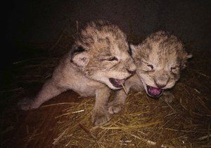 Uhynula mláďata lvů berberských narozená v liberecké zoo. Matka je nezvládla kojit.