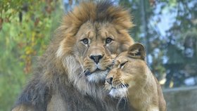 Pár lvů berberských z liberecké zoo, jejichž mláďata uhynula.
