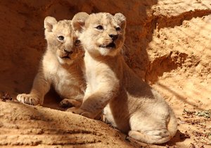 Sedmitýdenní lví sourozenci Fazan a Farida v plzeňské zoo.