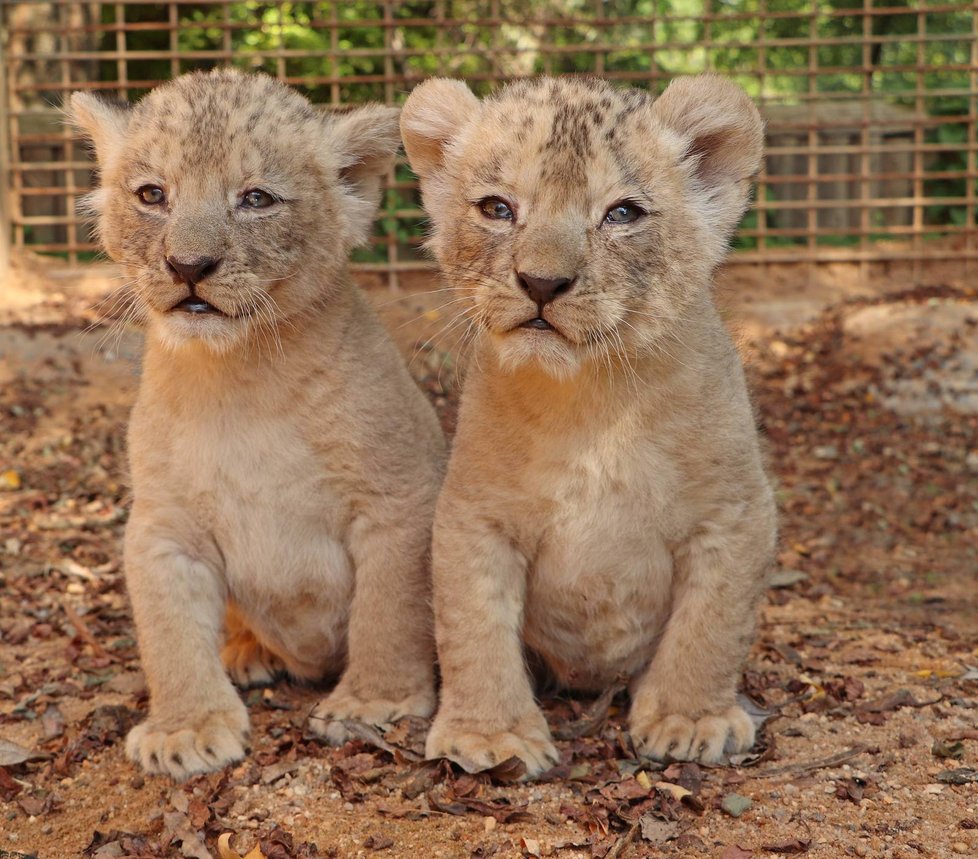 Sedmitýdenní lví sourozenci Fazan a Farida v plzeňské zoo.