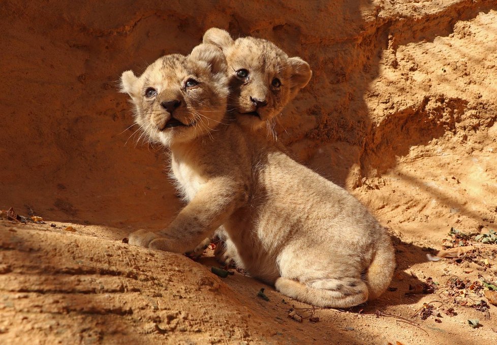 Sedmitýdenní lví sourozenci Fazan a Farida v plzeňské zoo.