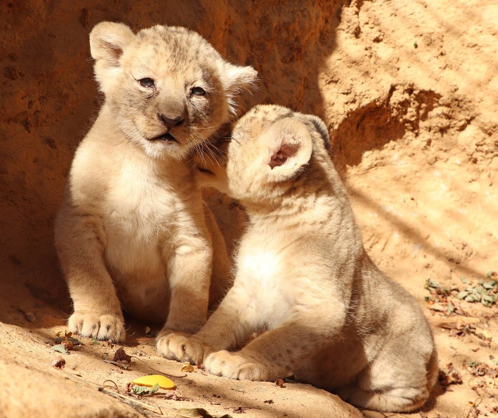 Sedmitýdenní lví sourozenci Fazan a Farida v plzeňské zoo.