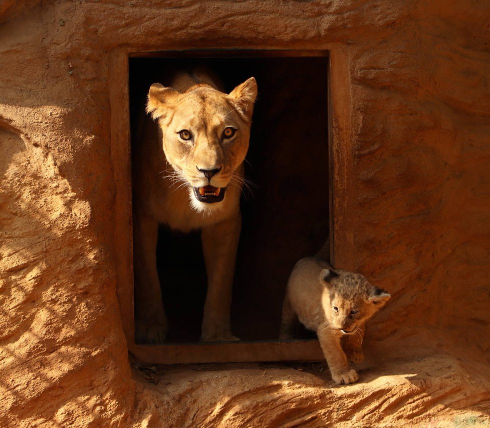 Berberská lvice Tamika o potomky vzorně pečuje.