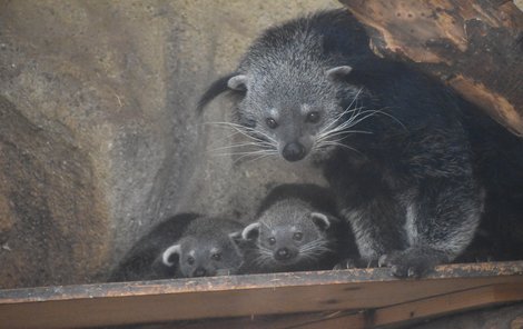 V olomoucké zoo se páru narodila mláďata už podesáté.