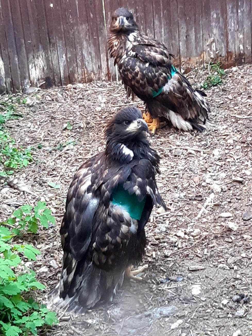 Po ošetření u veterináře se orlíci zotavují v záchranné stanici pro dravce v Rajhradě. Jejich šance na návrat do volné přírody je vysoká.