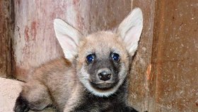 V plzeňské zoo odchovali mláďata vlka hřivnatého.