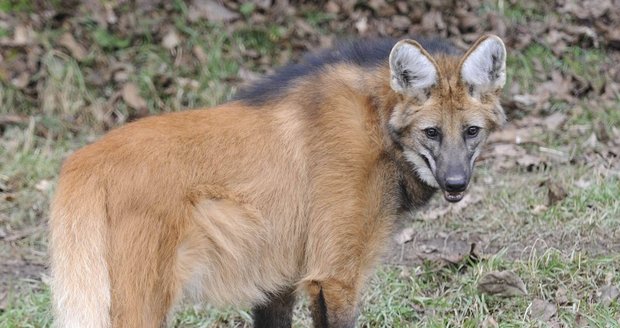 V plzeňské zoo odchovali mláďata vlka hřivnatého.