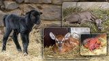 Babyboom v pražské zoo: Rodí se jak o závod!