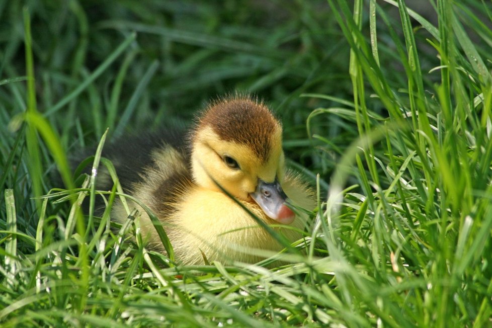 Kuřátka, kůzlátka, jehňátka, hříbátka, koťátka, štěňátka... Jaro je od nepaměti spjaté s roztomilými mláďátky.