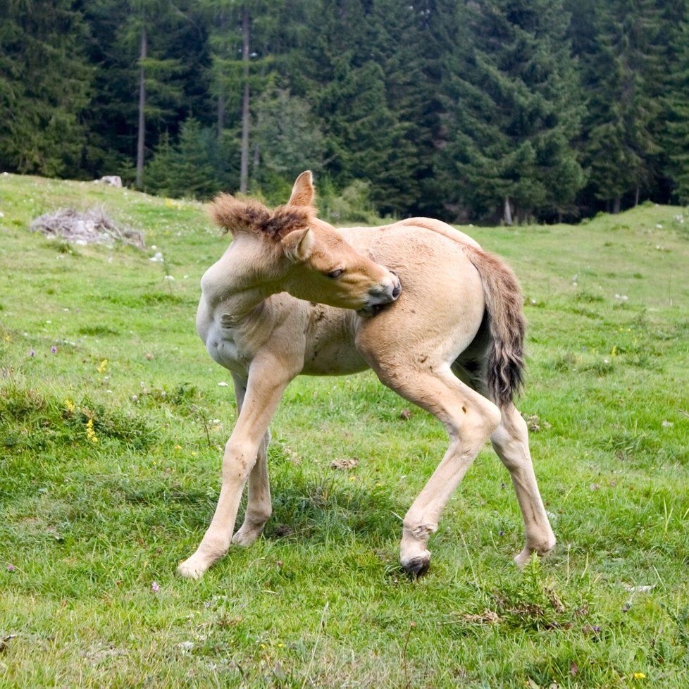 Kuřátka, kůzlátka, jehňátka, hříbátka, koťátka, štěňátka... Jaro je od nepaměti spjaté s roztomilými mláďátky.