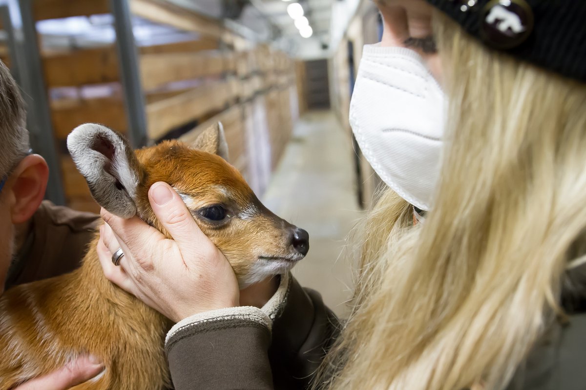 Malá sitatunga při prohlídce pracovnicí zahrady.