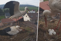 Čapí celebrita Bukáček před dvěma lety dojal Česko: S partnerkou Betynkou očekávají čápátka!