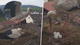 Čapí celebrita Bukáček před dvěma lety dojal Česko: S partnerkou Betynkou očekávají čápátka!