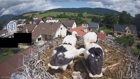 Mláďata v hnízdě v Mladých Bucích (červen 2023)