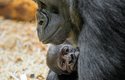 První mládě gorily narozené v pavilonu Rezervace Dja v Zoo Praha