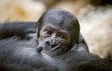 První mládě gorily narozené v pavilonu Rezervace Dja v Zoo Praha