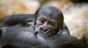 Nejroztomilejší nové mládě: Novoroční dárek v pražské zoo