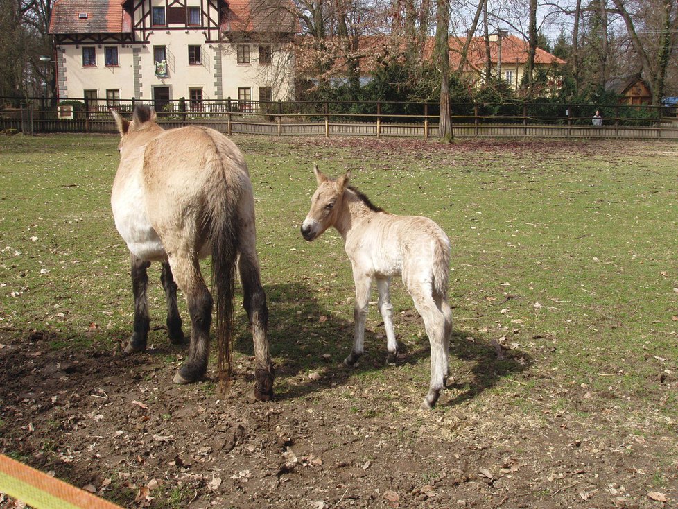 Hříbě koně Převalského v zámecké ohradě