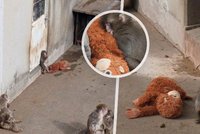 Opuštěný makak v japonské zoo: S plyšovou »matkou« dojímá svět