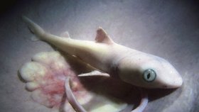 Jak se tvoří život: Žralok predátorem od početí