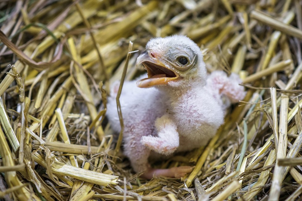 Pražská zoo hlásí vzácný přírůstek: Po 31 letech se tu vylíhlo mládě hadilova.