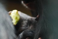 Šimpanzi v ostravské ZOO se starají o miminko