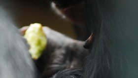 Mládě šimpanze