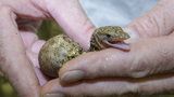 Vylíhli se choulostiví dráčci: V pražské zoo mají vzácné molucké varany