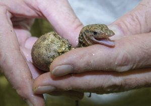 V pražské zoologické zahradě se 10. a 12. července vylíhla mláďata varana moluckého.