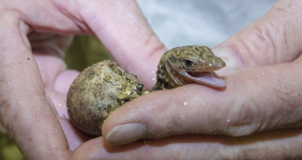 Vylíhli se choulostiví dráčci: V pražské zoo mají vzácné molucké varany