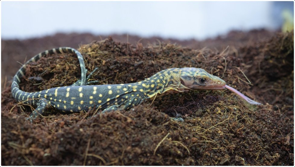 V pražské zoologické zahradě se 10. a 12. července vylíhla mláďata varana moluckého.