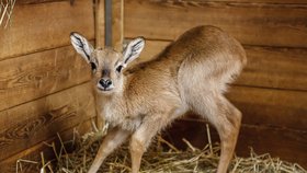 Prvním mládětem narozeným v pražské zoo v roce 2015 je sameček vodušky červené.