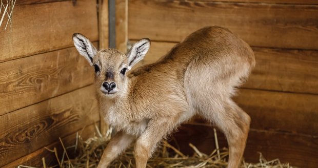 Prvním mládětem narozeným v pražské zoo v roce 2015 je sameček vodušky červené.