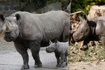 Rozverné královédvorské nosorožčí mládě: Mami, já neběhám, já lítám!