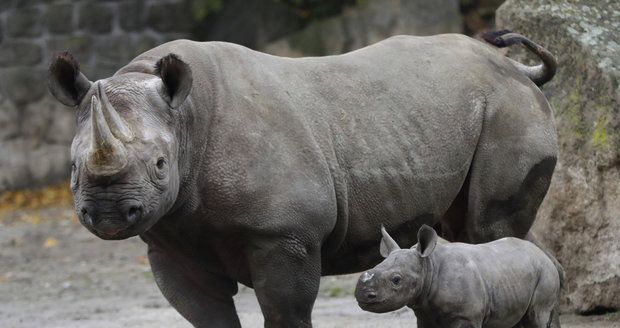 Nosorožce zachrání umělé oplodnění: Vědci přišli se zásadním průlomem