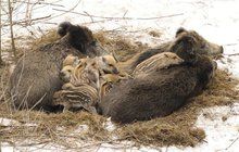 Je únor, mrzne a v přírodě se rodí mláďata: Bachyně mají kupu selat!