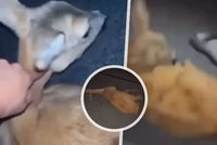 Mladíci autem srazili srnku: Zraněné zvíře kopali do hlavy a natáčeli!