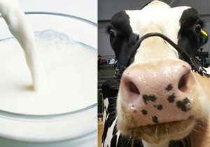 Jaké mýty kolují o kravském mléku?