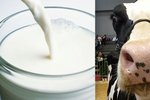 Jaké mýty kolují o kravském mléku?