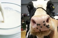Kravské mléko obsahuje hormony a způsobuje cukrovku? Vědci vyvrací nejčastější mýty