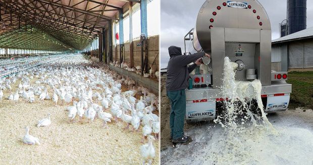 Miliony kuřat musí zabít a vyhodit, mléko i pivo se vylévá. Virus zasáhl produkci potravin