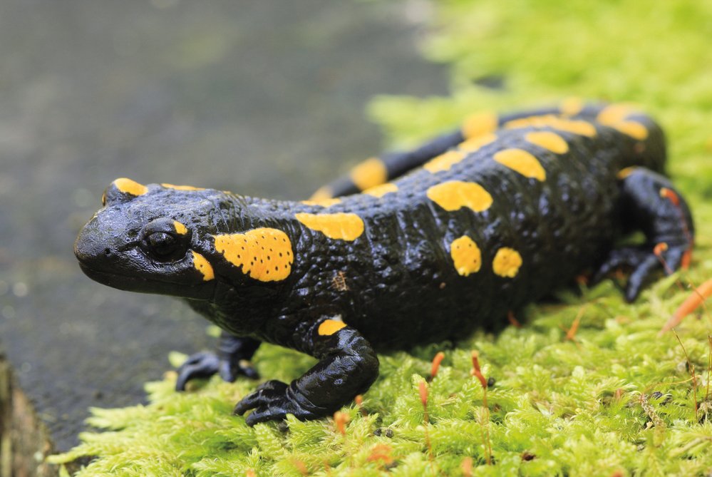 V okolí drobných vodních toků můžete potkat mloka skvrnitého (Salamandra salamandra)