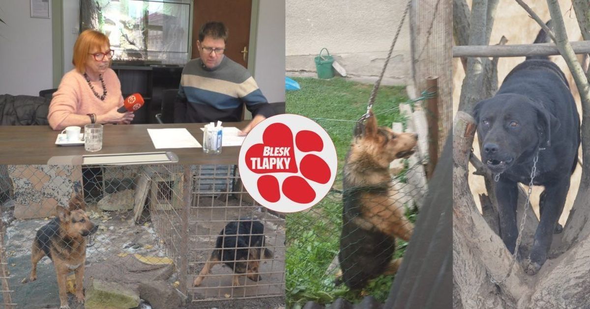 Speedy podría vivir hoy: la ligadura que él mismo llamaba finalmente fue prohibida Speedy podría vivir hoy: la ligadura que él mismo llamaba finalmente fue prohibida