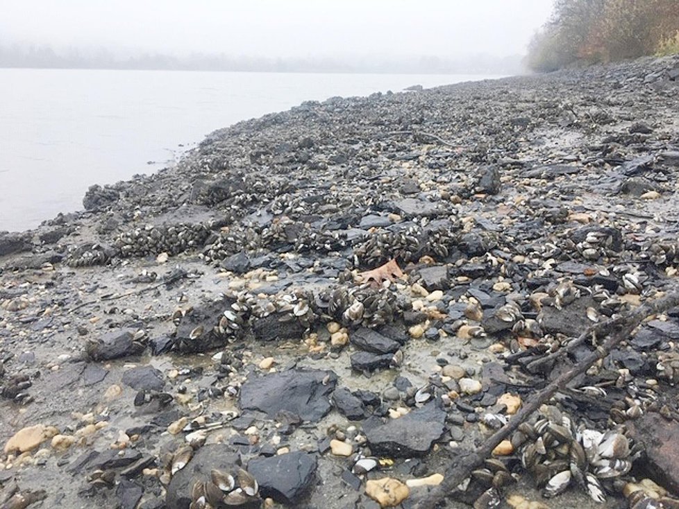 Tuny mlžů hynou na březích hlučínského jezera na Opavsku.