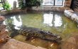 Karlos Vémola si do svého domu pořídil dva obří nilské krokodýly.