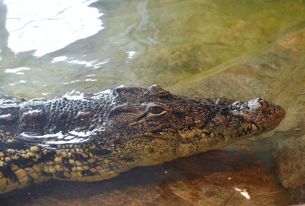 Karlos Vémola si do svého domu pořídil dva obří nilské krokodýly.